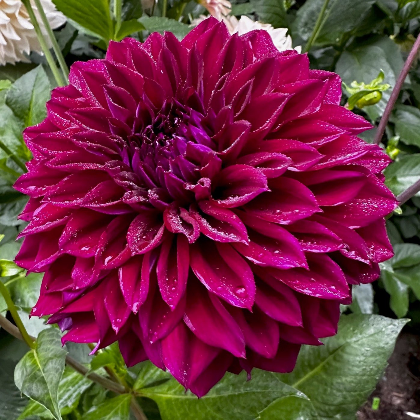 Dahlia 'Diva'