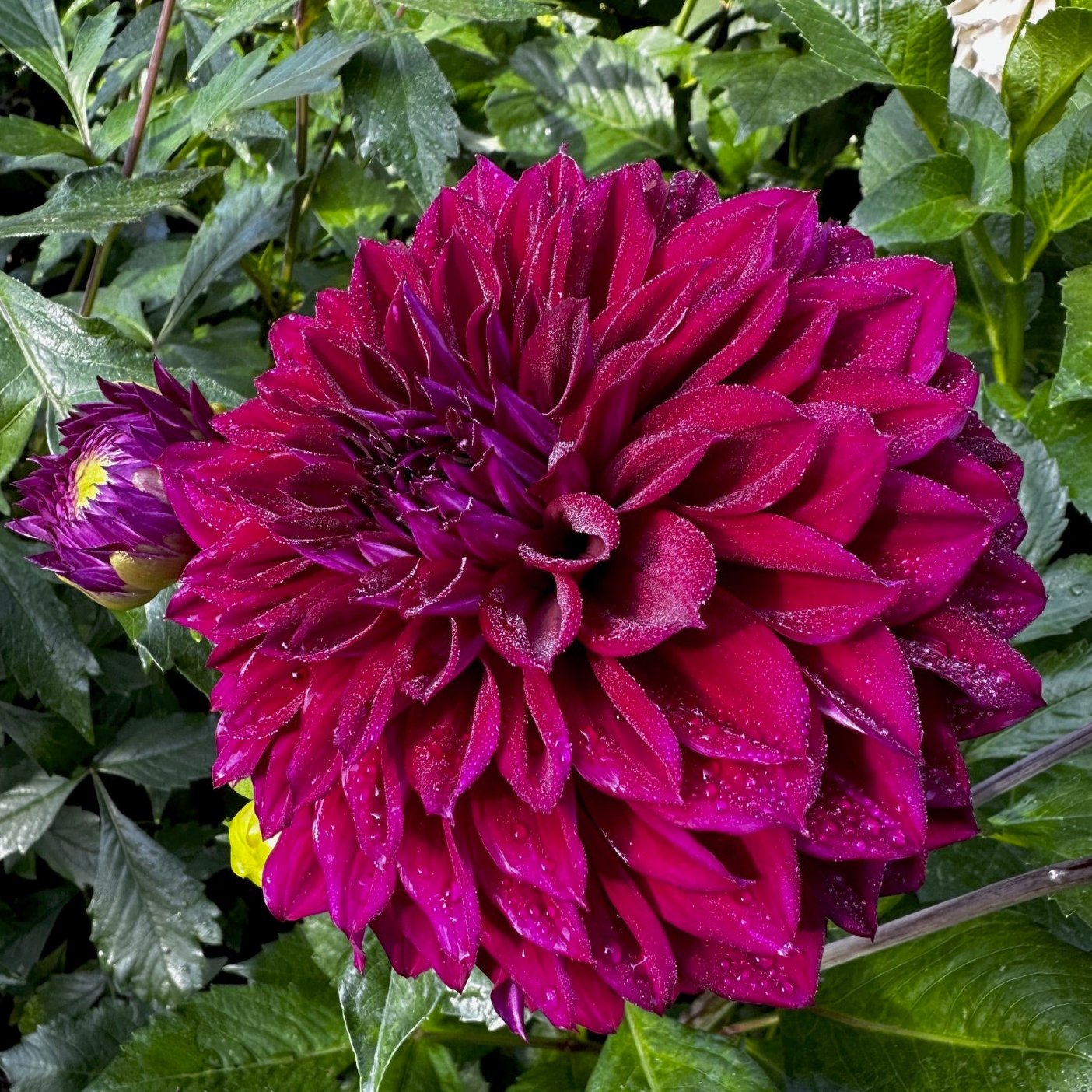 Dahlia 'Diva'