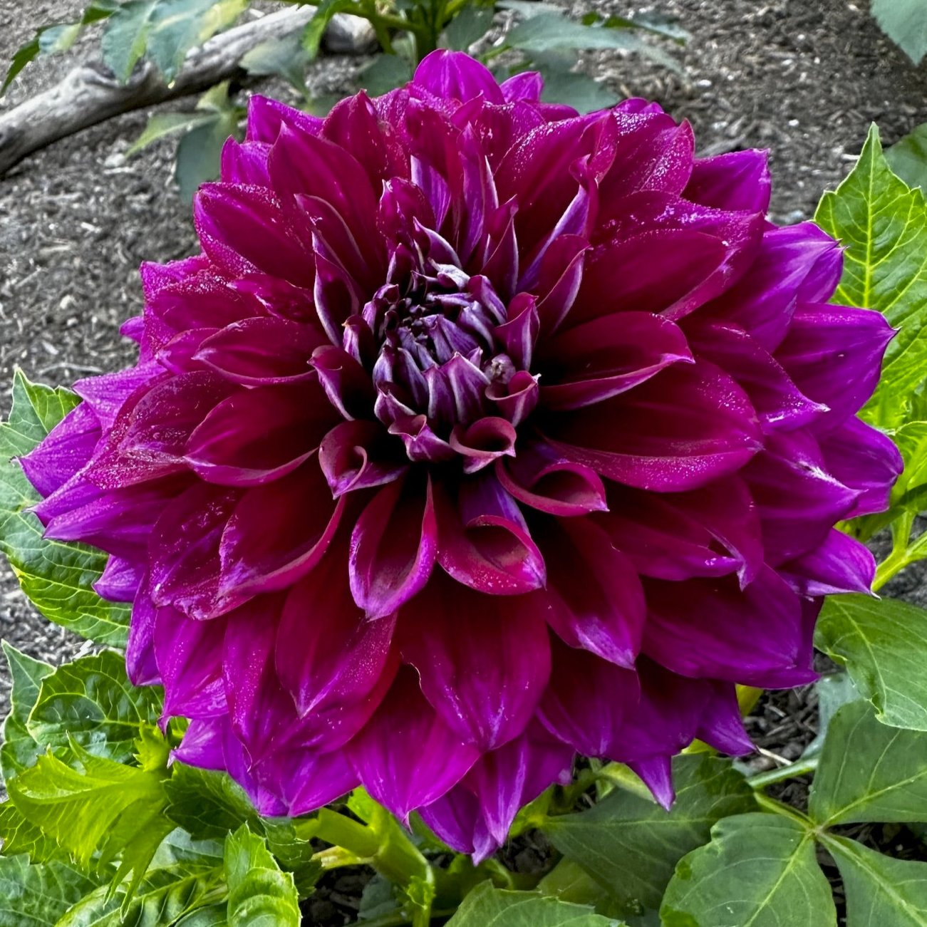 Dahlia 'Diva'