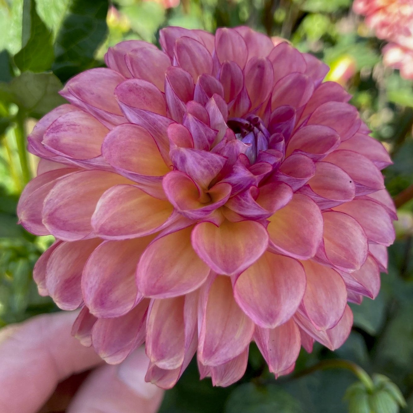 Dahlia 'Doodlebug'