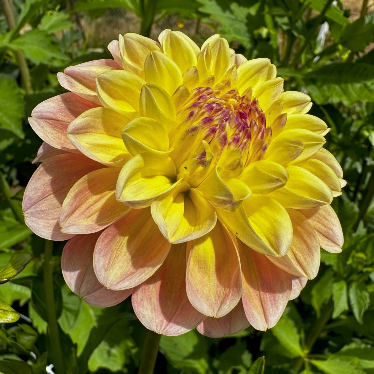 Dahlia 'Doodlebug'