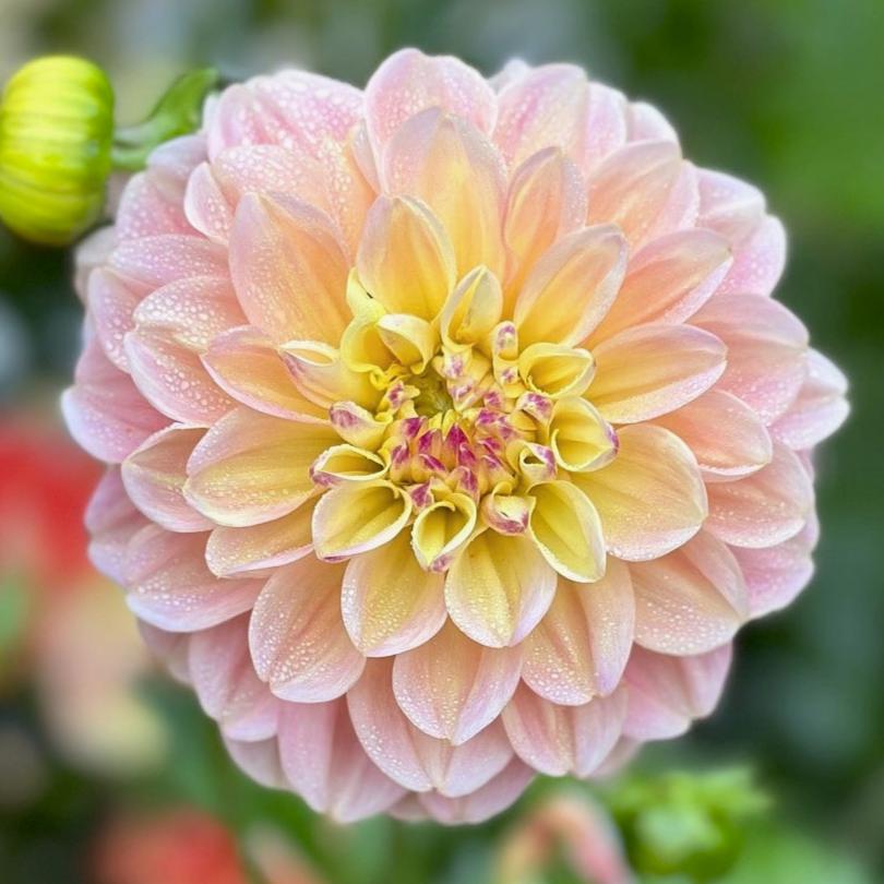 Doodlebug Dahlia Tuber – Dahlia Doctor