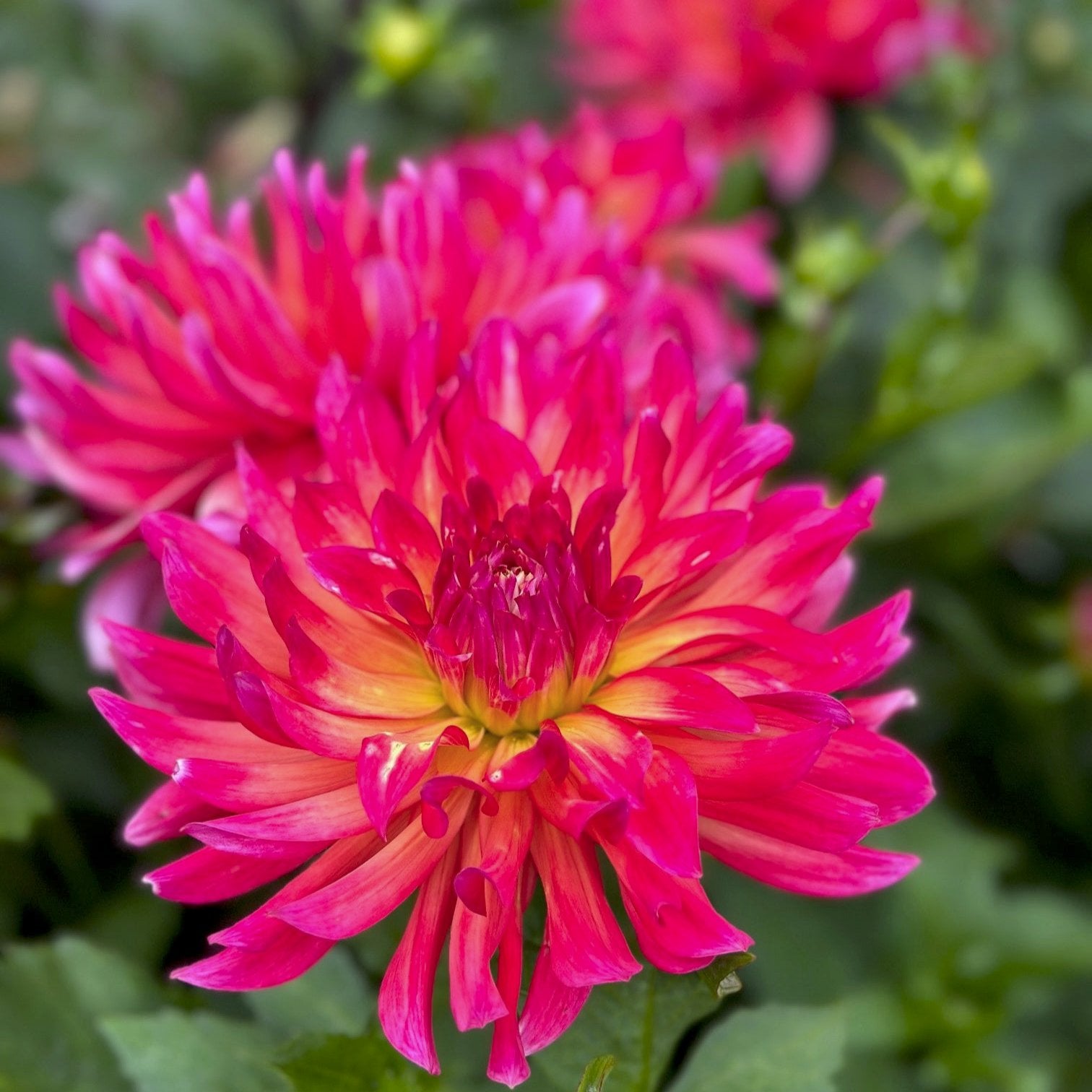 Dahlia 'Dragonberry'