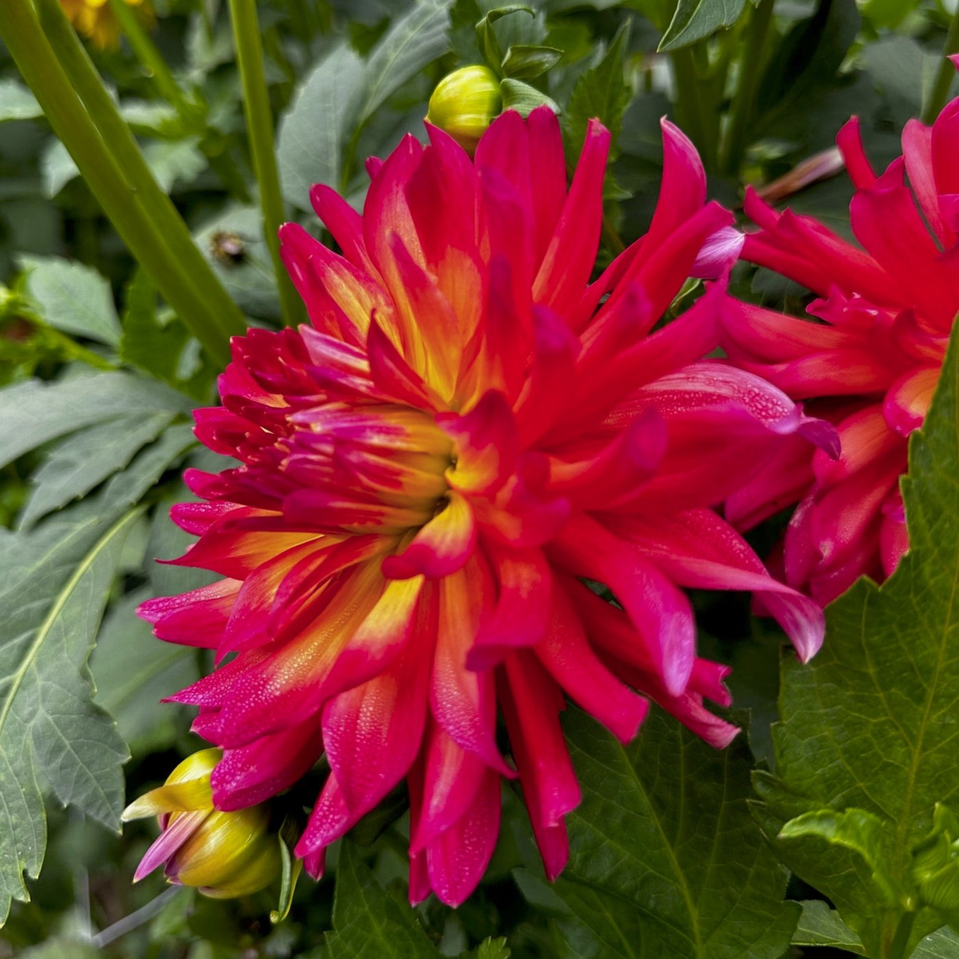 Dahlia 'Dragonberry'