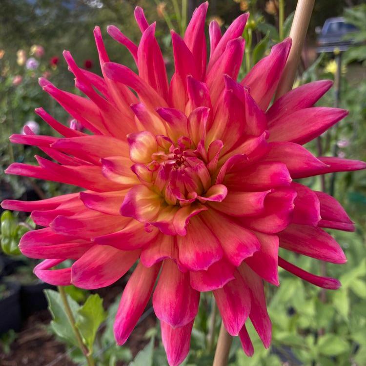 Dahlia 'Dragonberry'