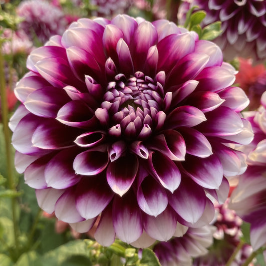 Dahlia 'Edinburgh'