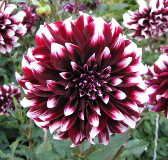 Dahlia 'Edinburgh'