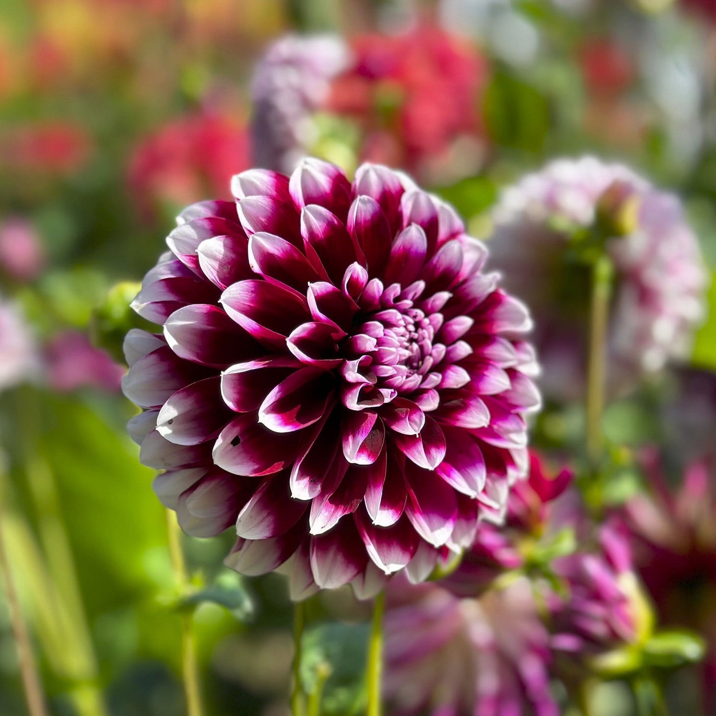 Dahlia 'Edinburgh'