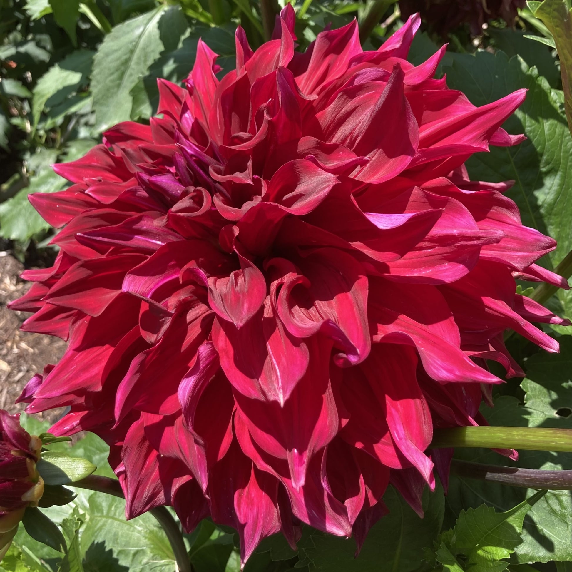 Dahlia 'Emory Paul'