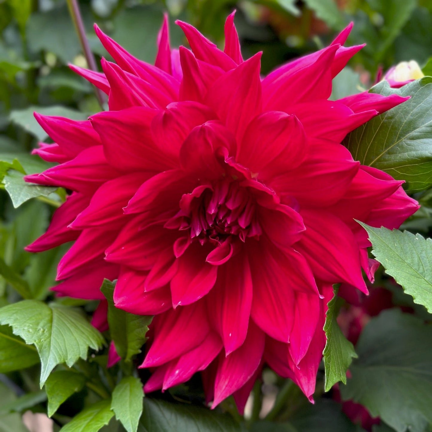 Dahlia 'Emory Paul'