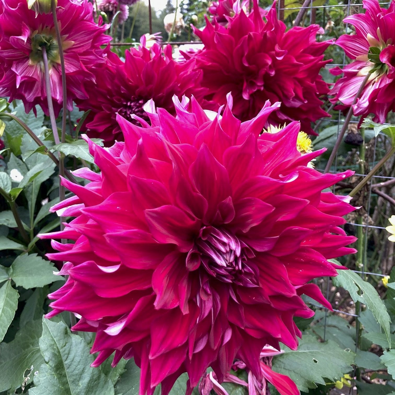 Dahlia 'Emory Paul'