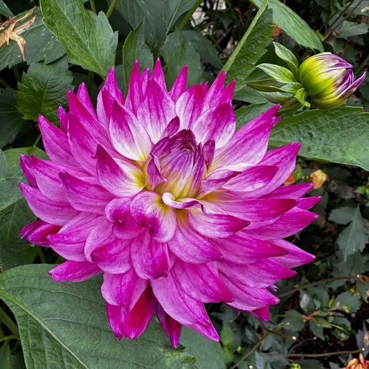 Dahlia 'Enchantress'