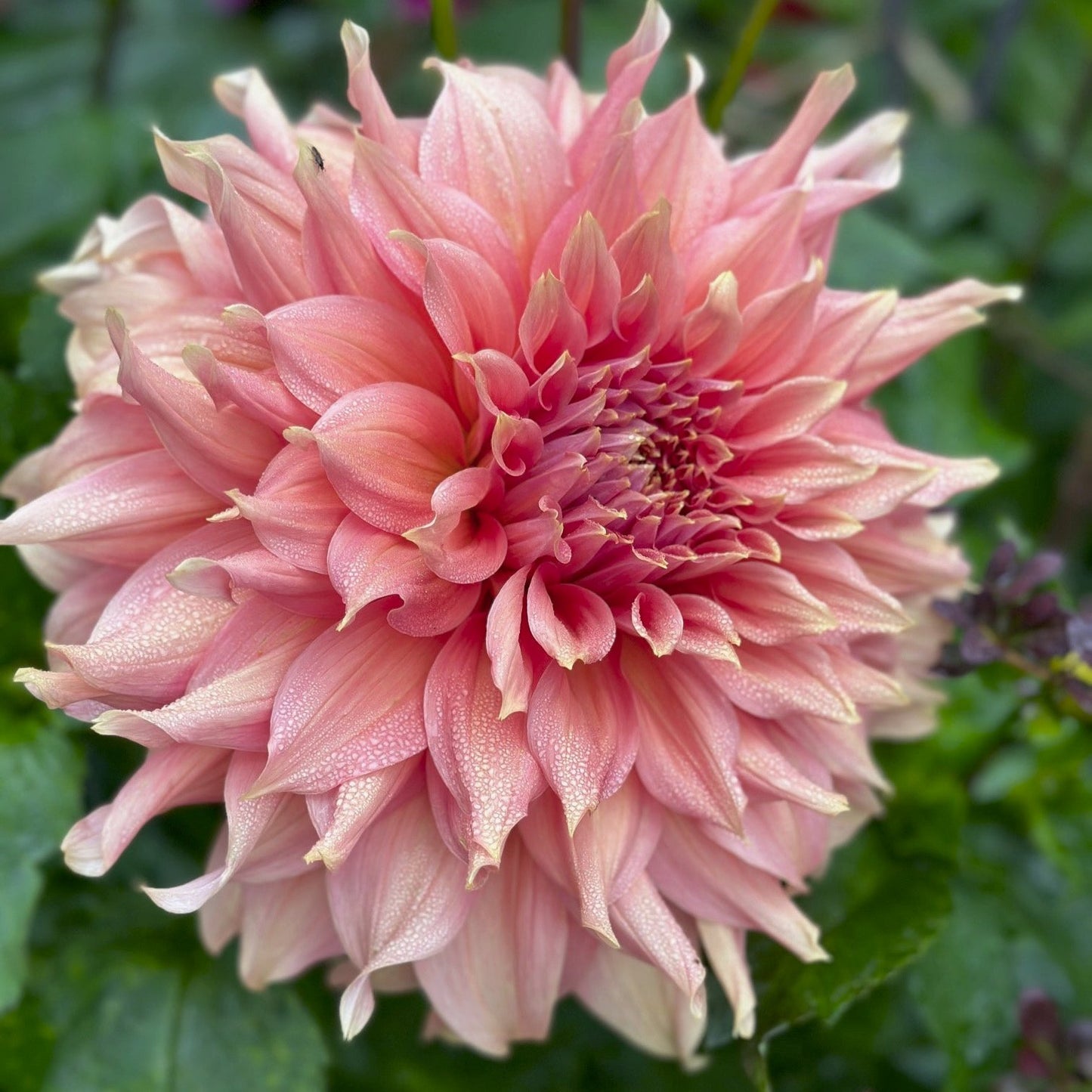 Dahlia 'Fairway Spur'