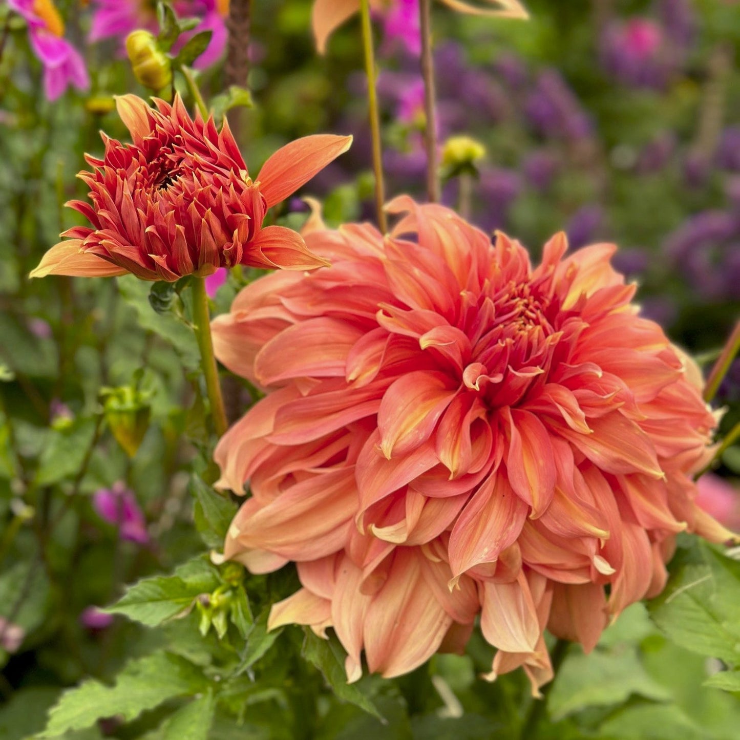 Dahlia 'Fairway Spur'