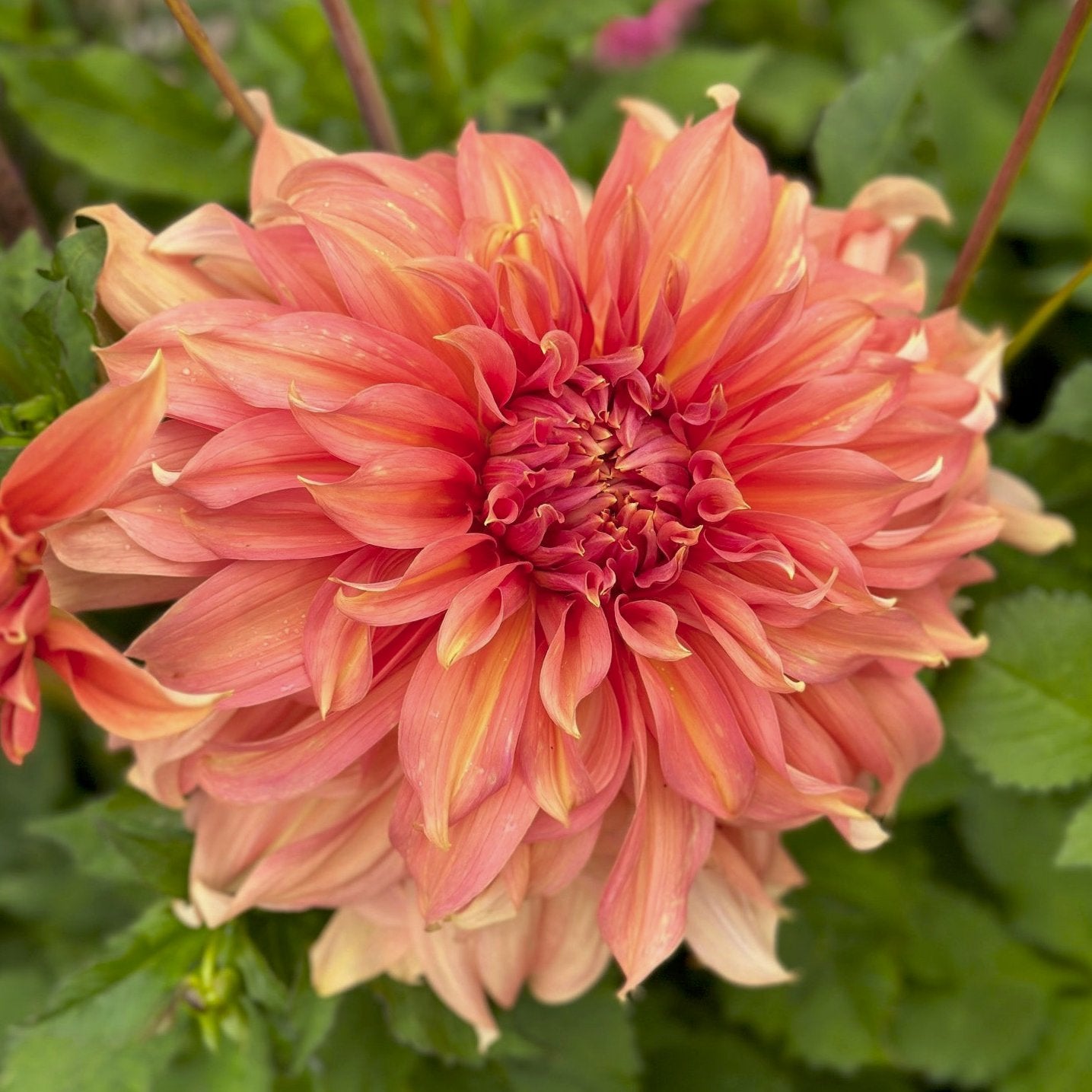 Dahlia 'Fairway Spur'