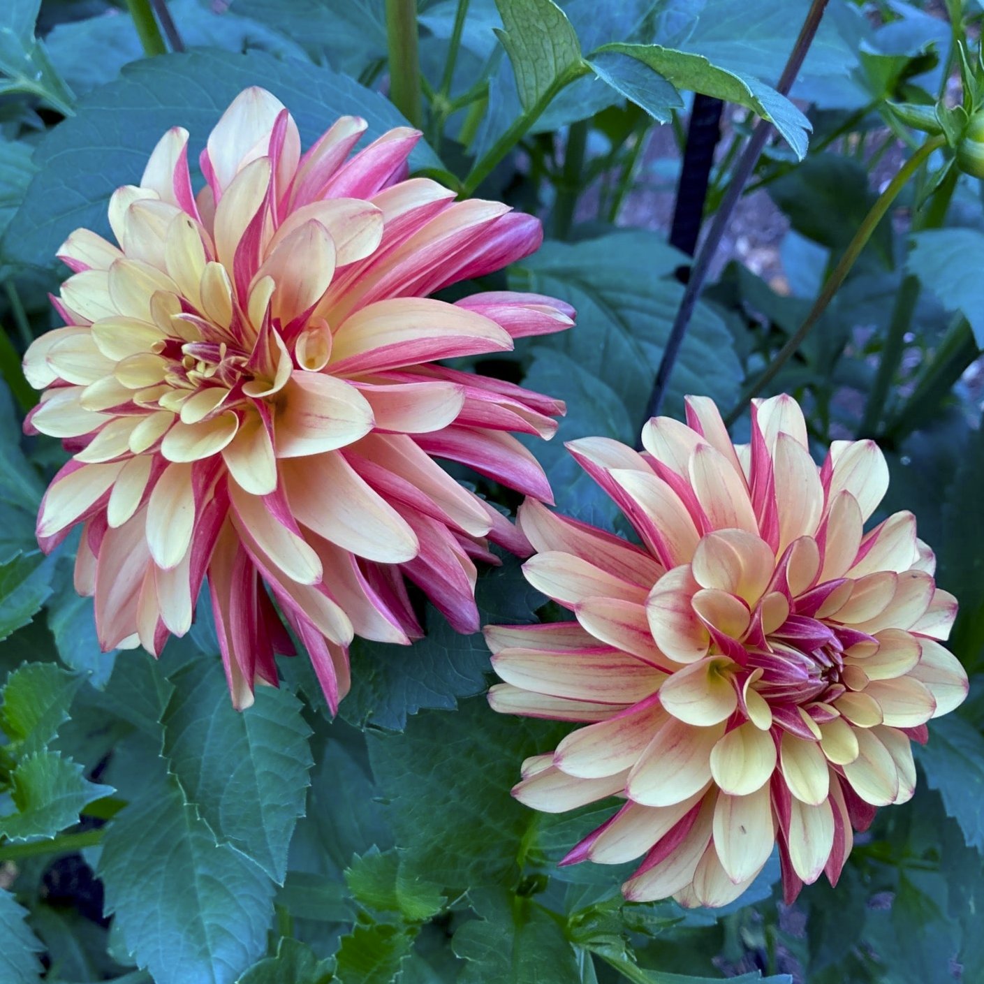 Dahlia 'Fidalgo Julie'