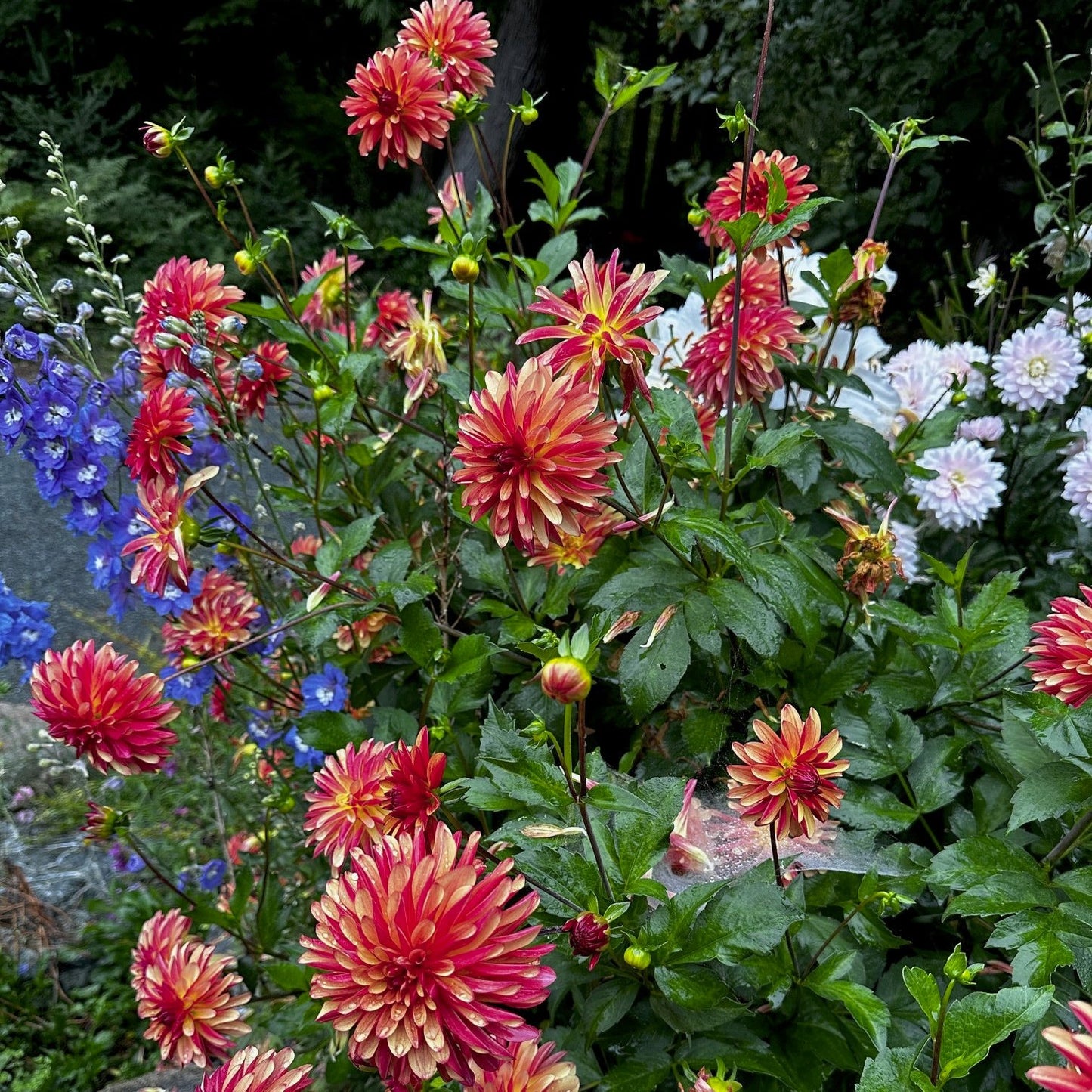 Dahlia 'Fidalgo Julie'