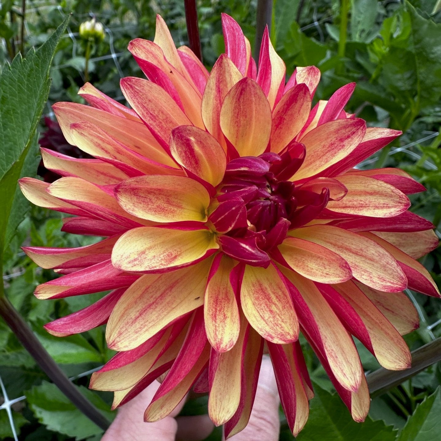 Dahlia 'Fidalgo Julie'