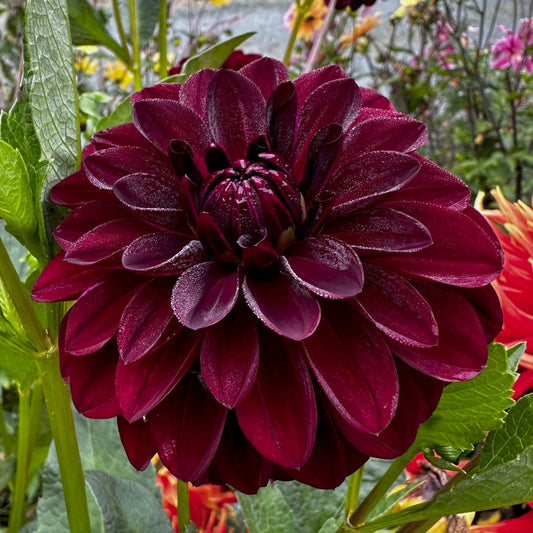 Dahlia 'Fidalgo Knight'