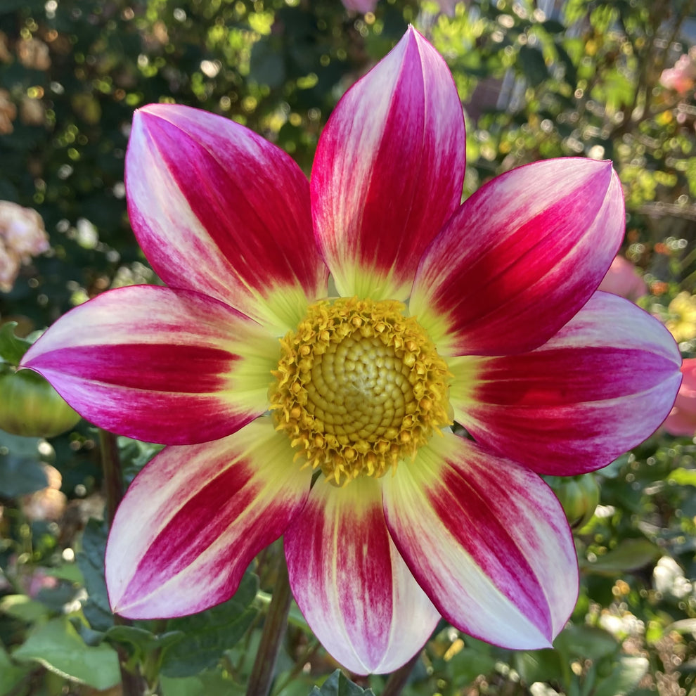 Junkyard Dog (single tuber) – Dahlia Doctor