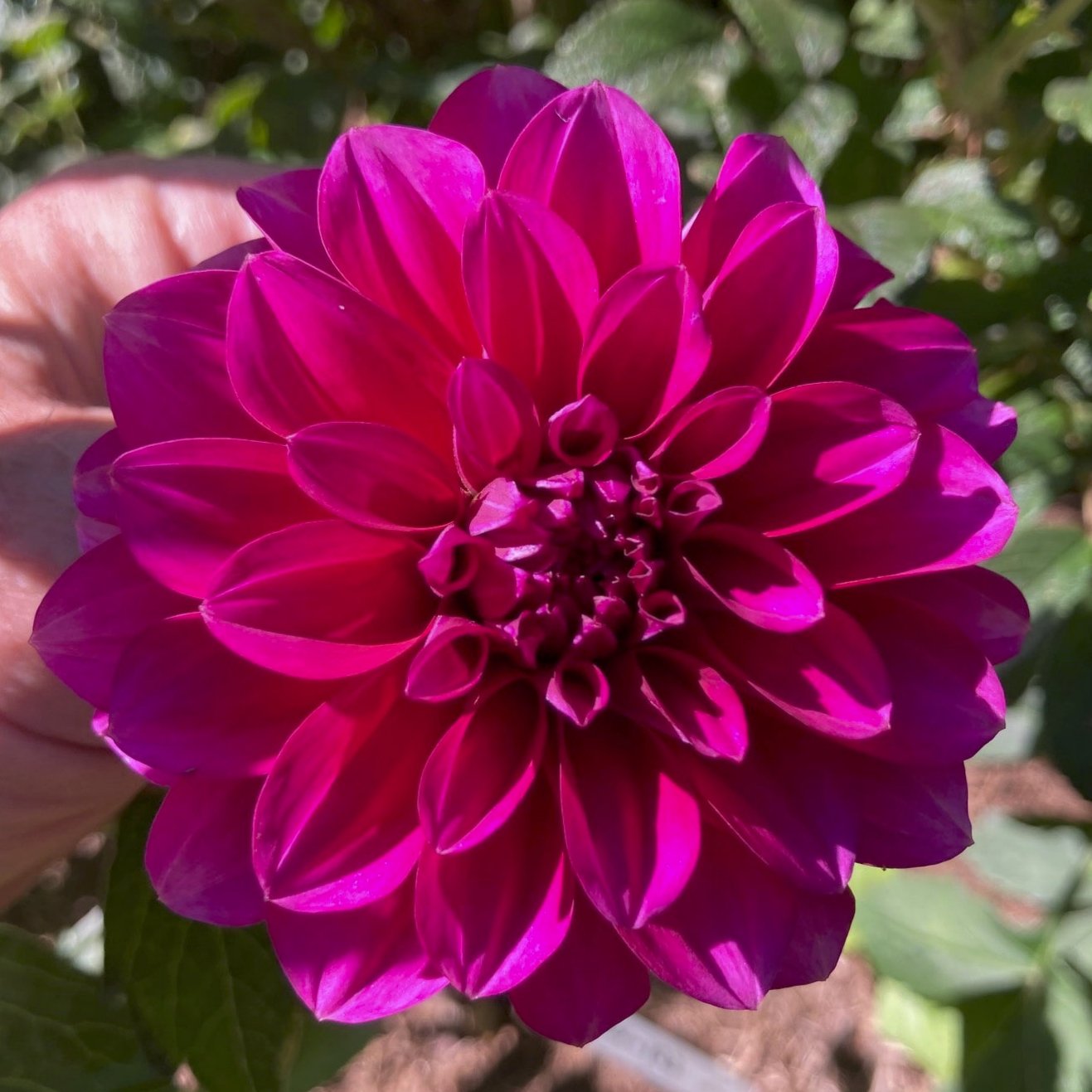 Dahlia 'L-103'