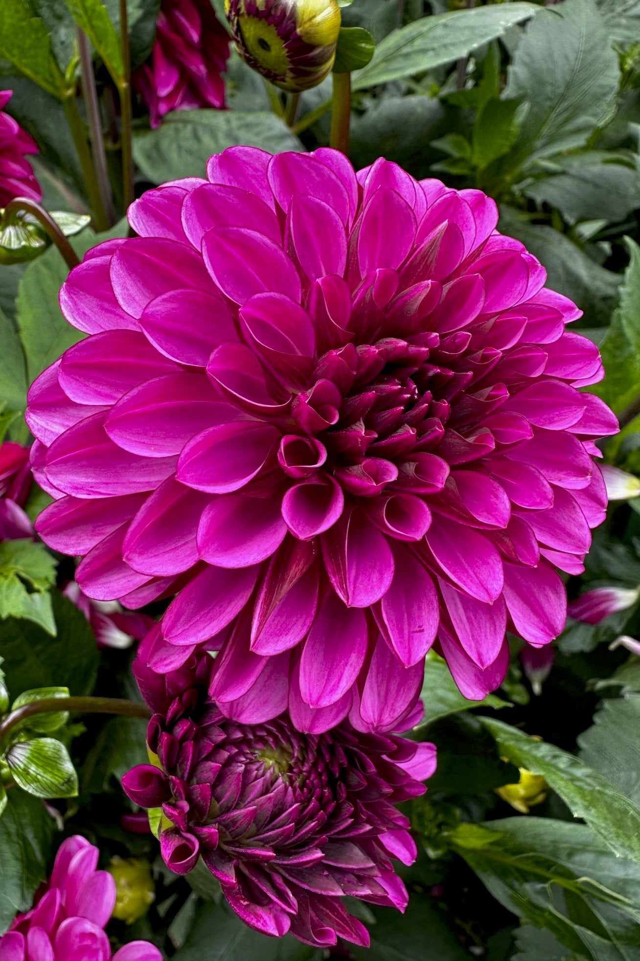 Dahlia 'L-103'