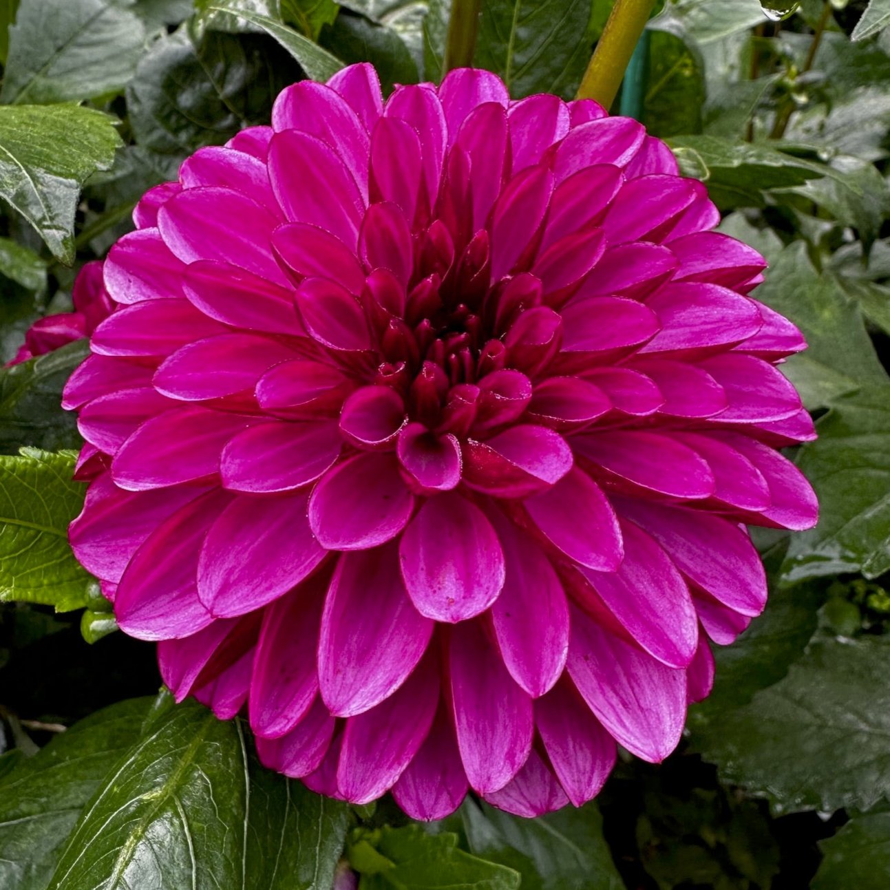 Dahlia 'L-103'