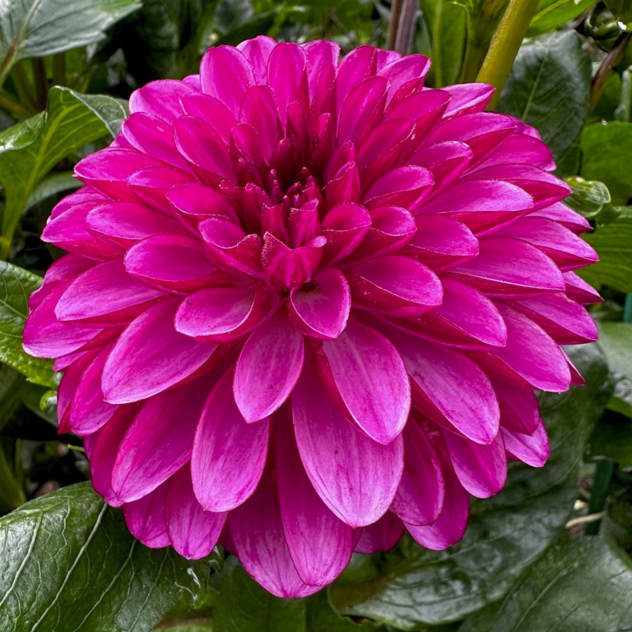 Dahlia 'L-103'