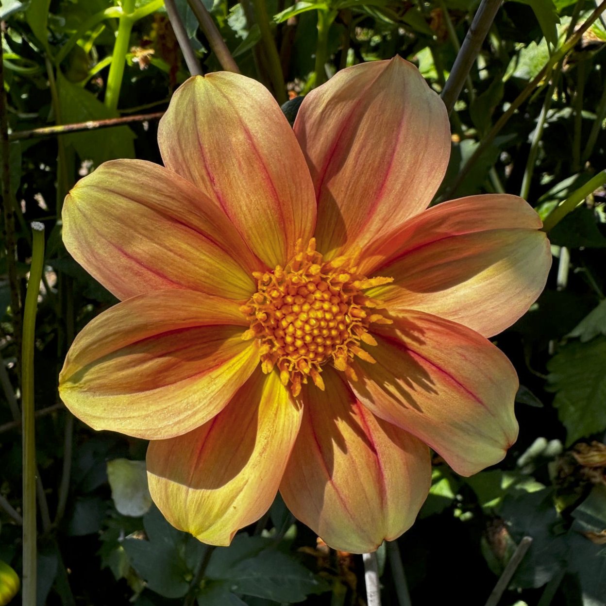 Dahlia 'M-102'