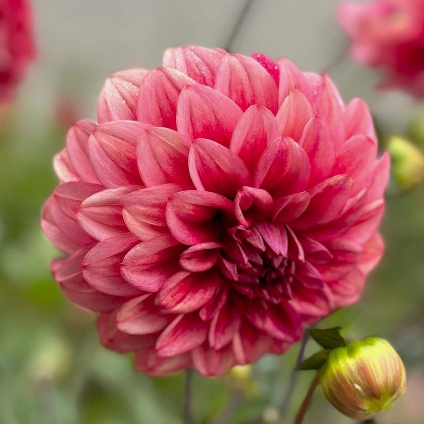 Dahlia 'M-116'