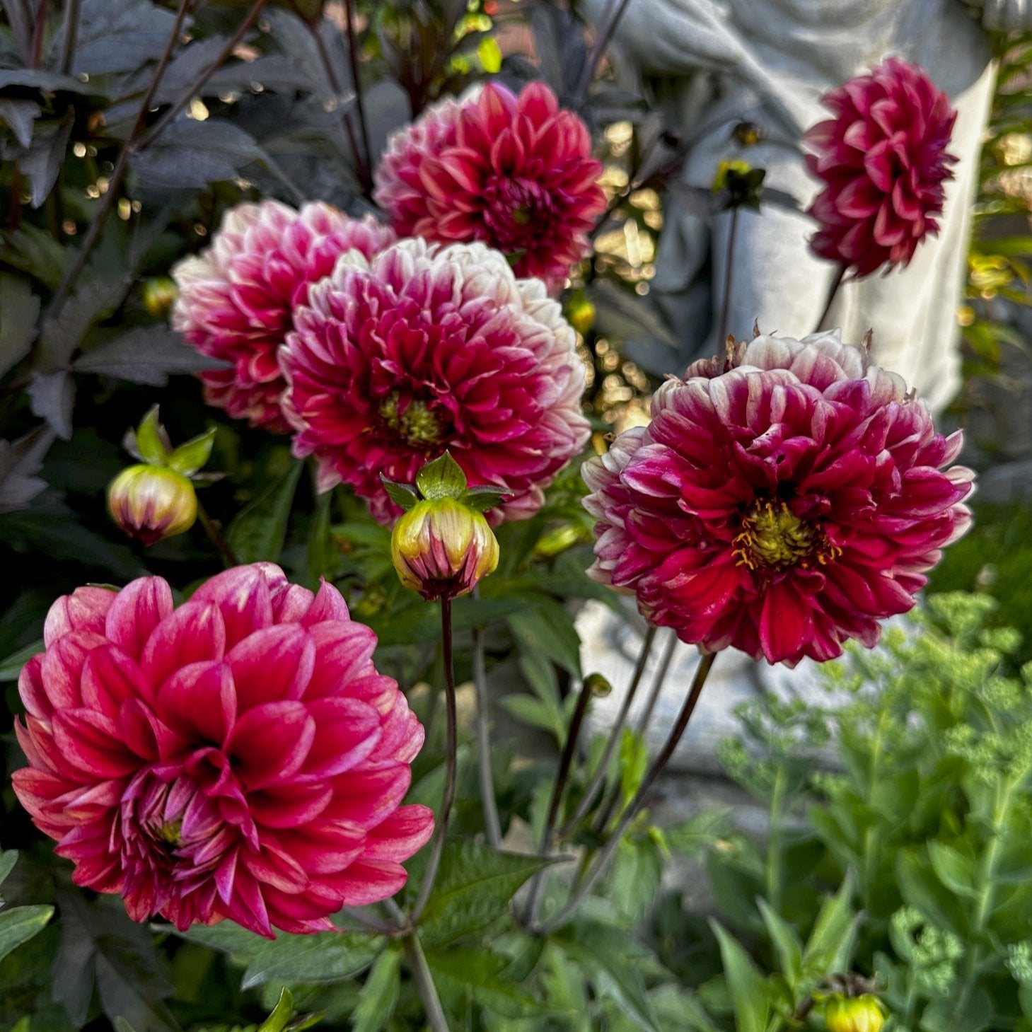 Dahlia 'M-116'