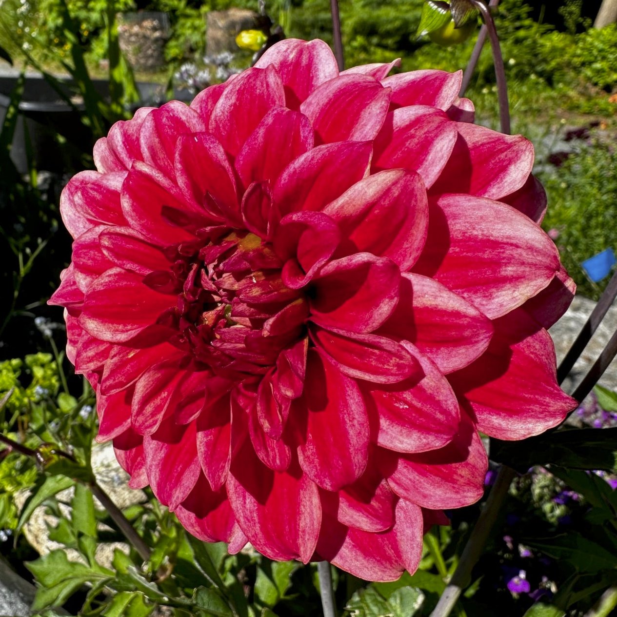 Dahlia 'M-116'