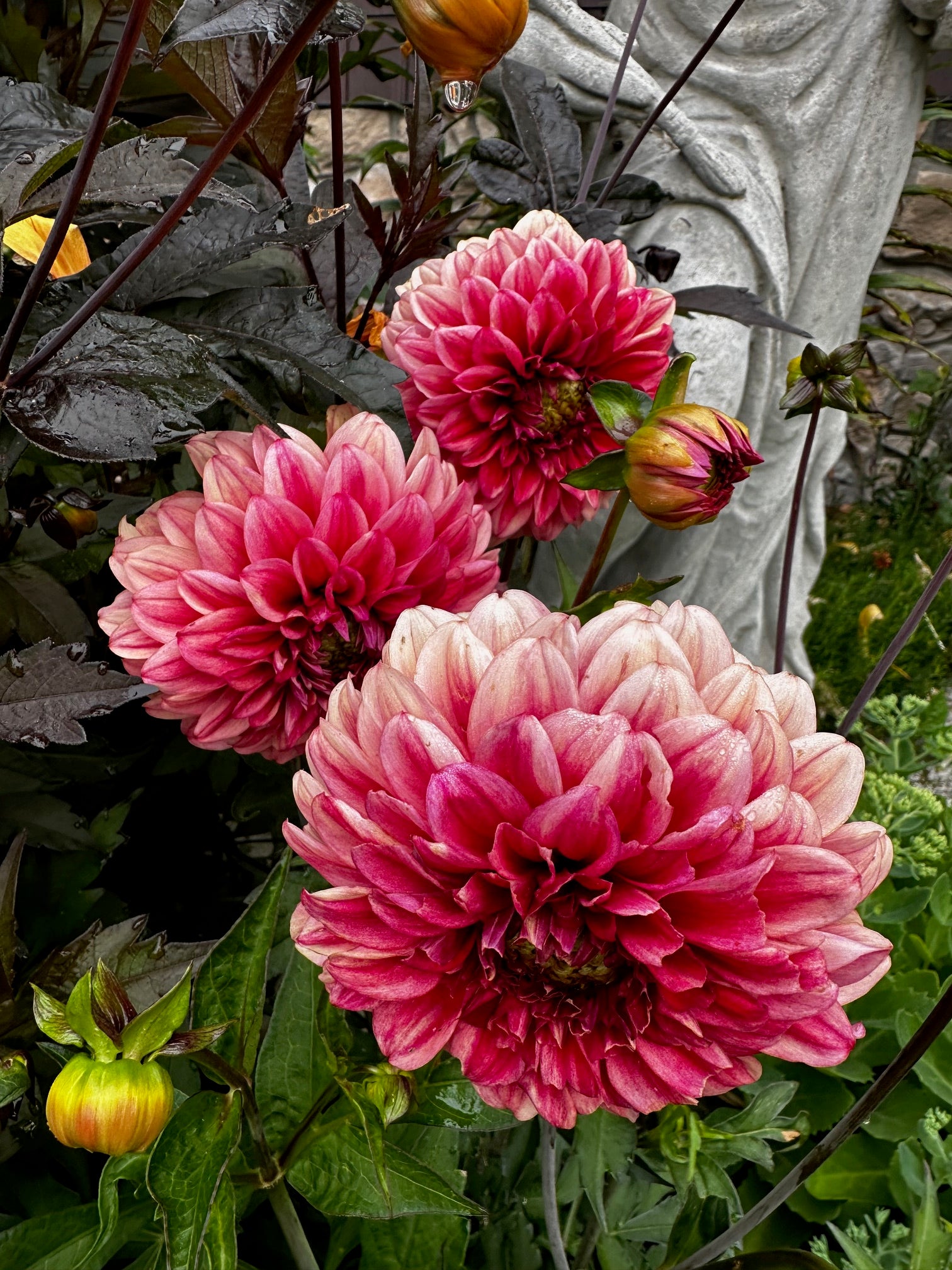 Dahlia 'M-116'