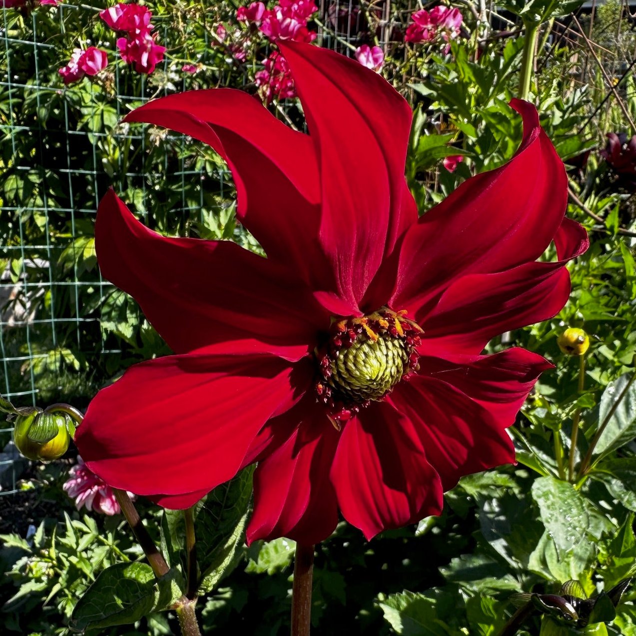 Dahlia 'M-121'