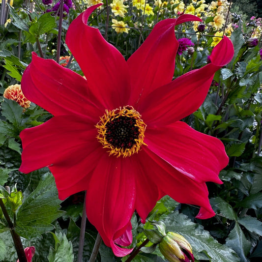 Dahlia 'M-121'