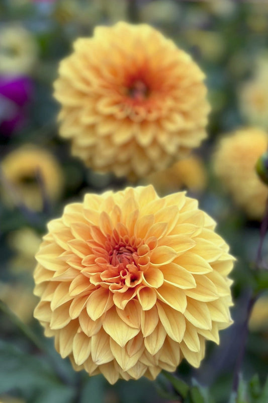 Dahlia 'M-122'