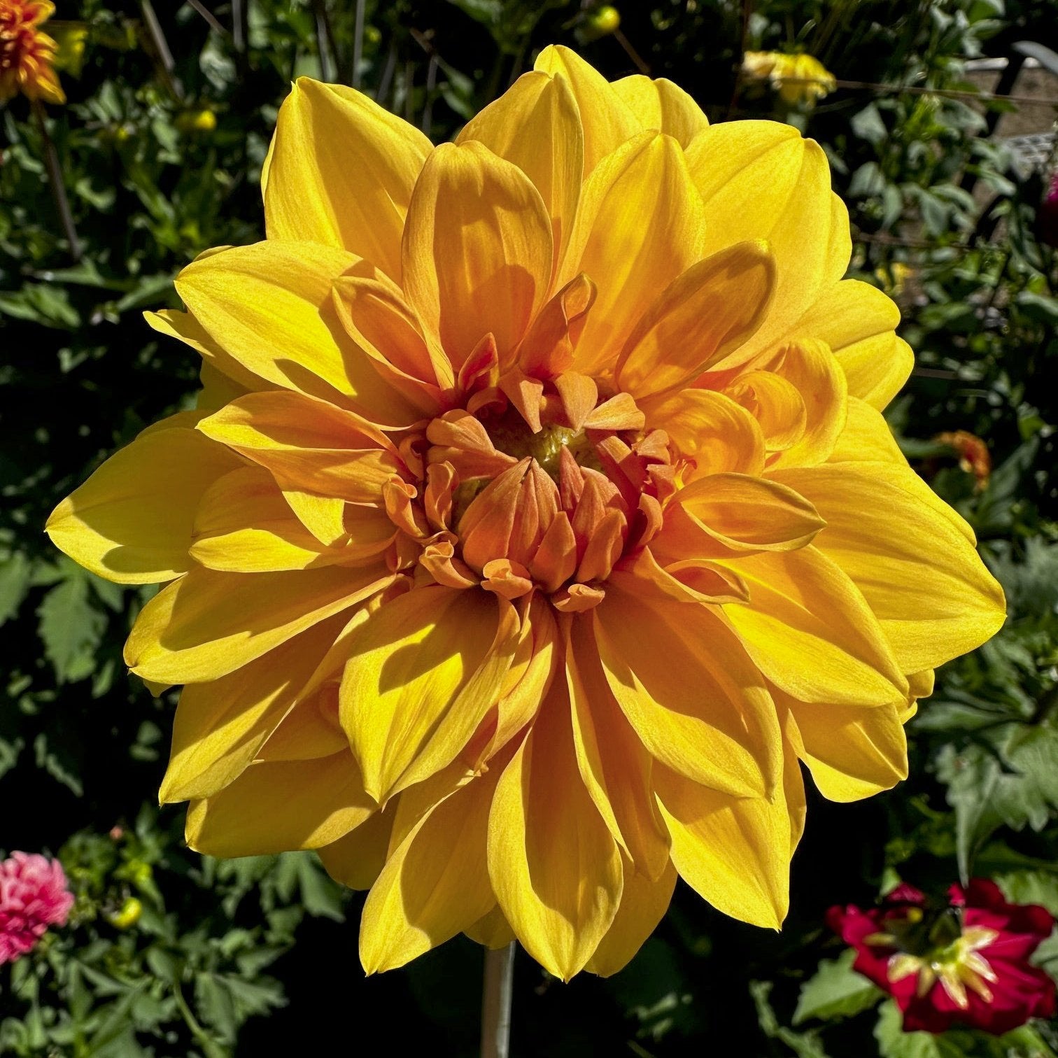 Dahlia 'M-122'