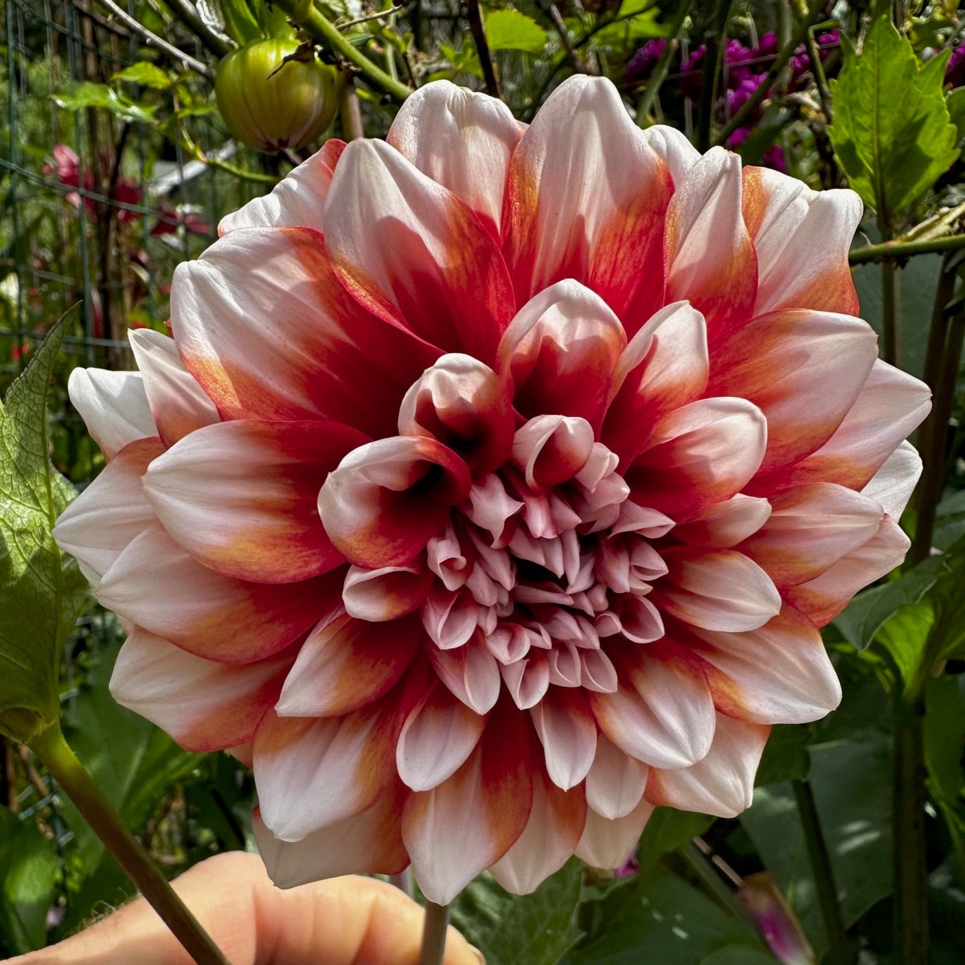 Dahlia 'M-123'