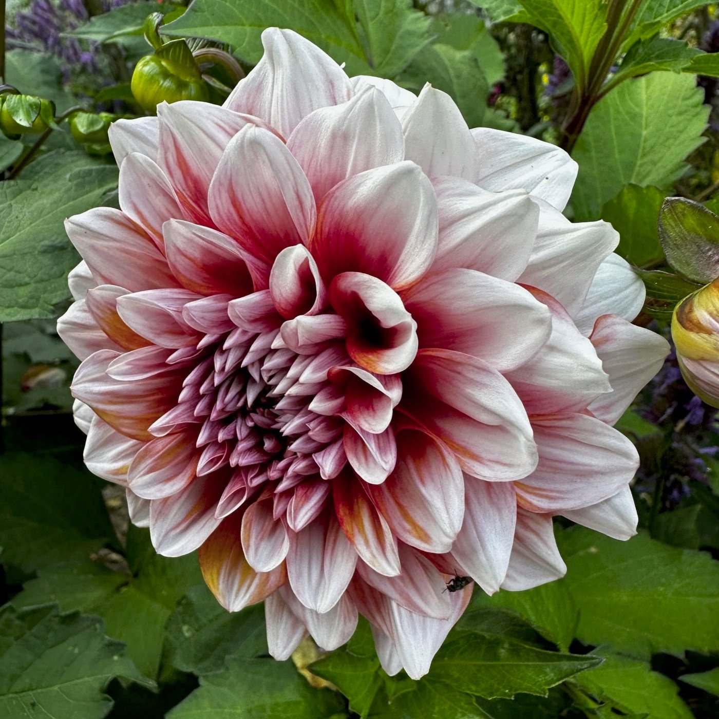 Dahlia 'M-123'