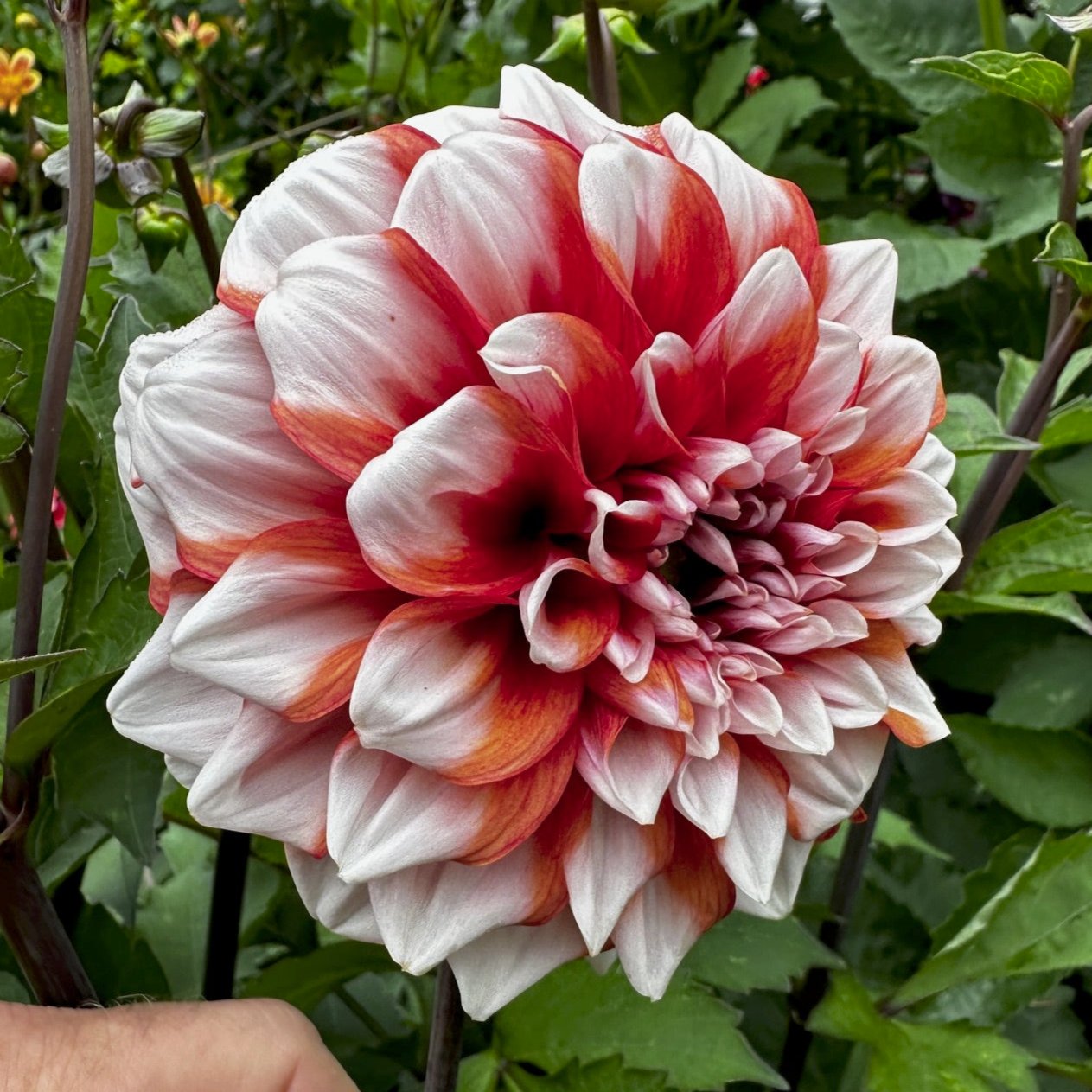 Dahlia 'M-123'