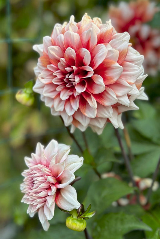 Dahlia 'M-123'