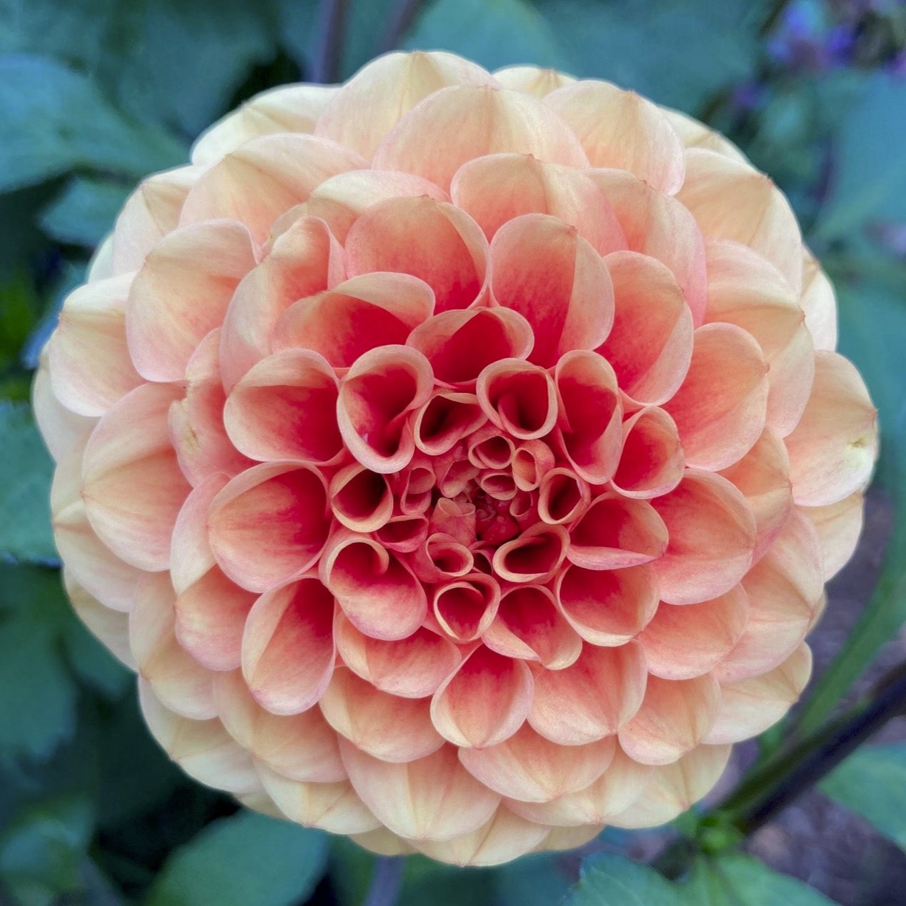 Dahlia 'M-140'