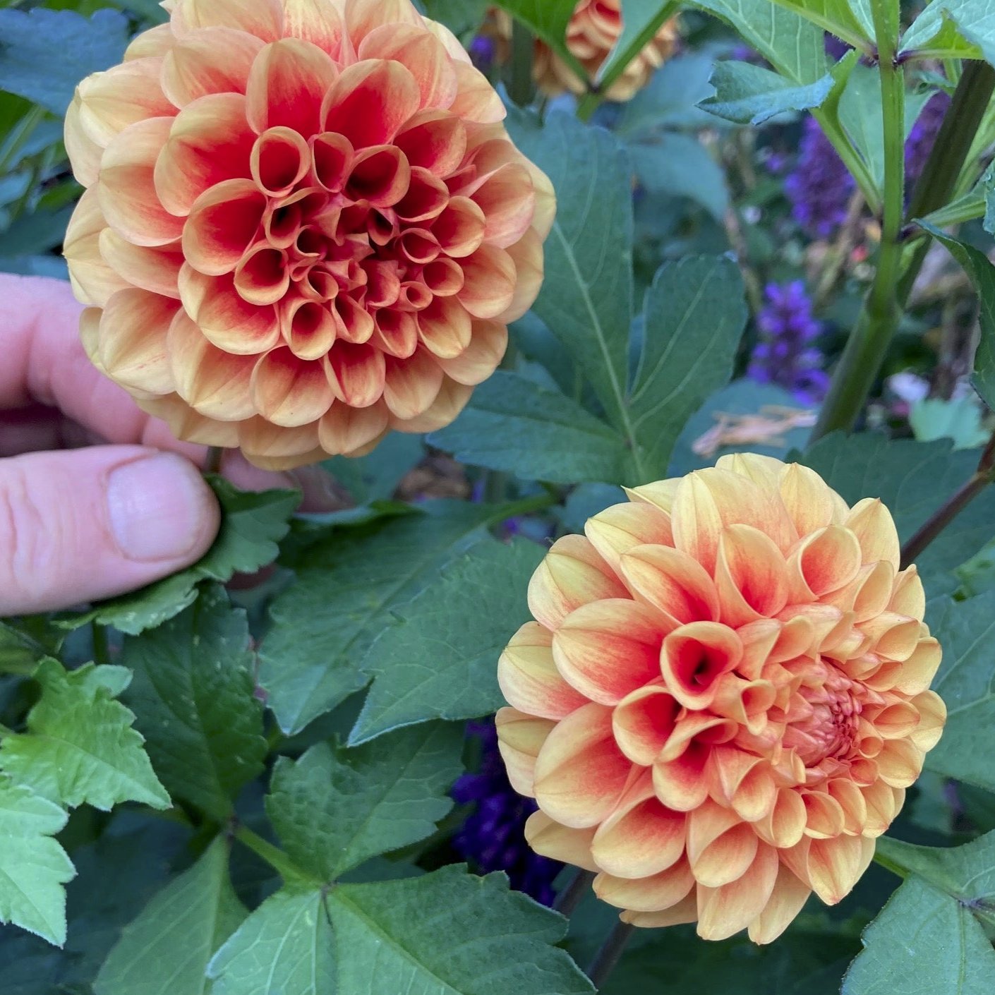 Dahlia 'M-140'