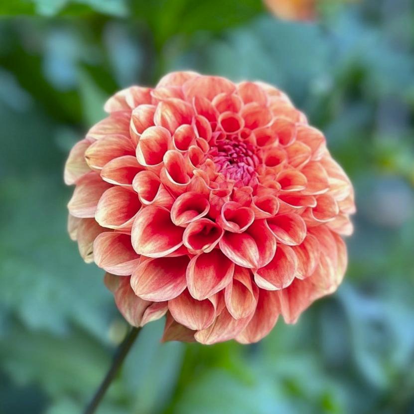 Dahlia 'M-140'