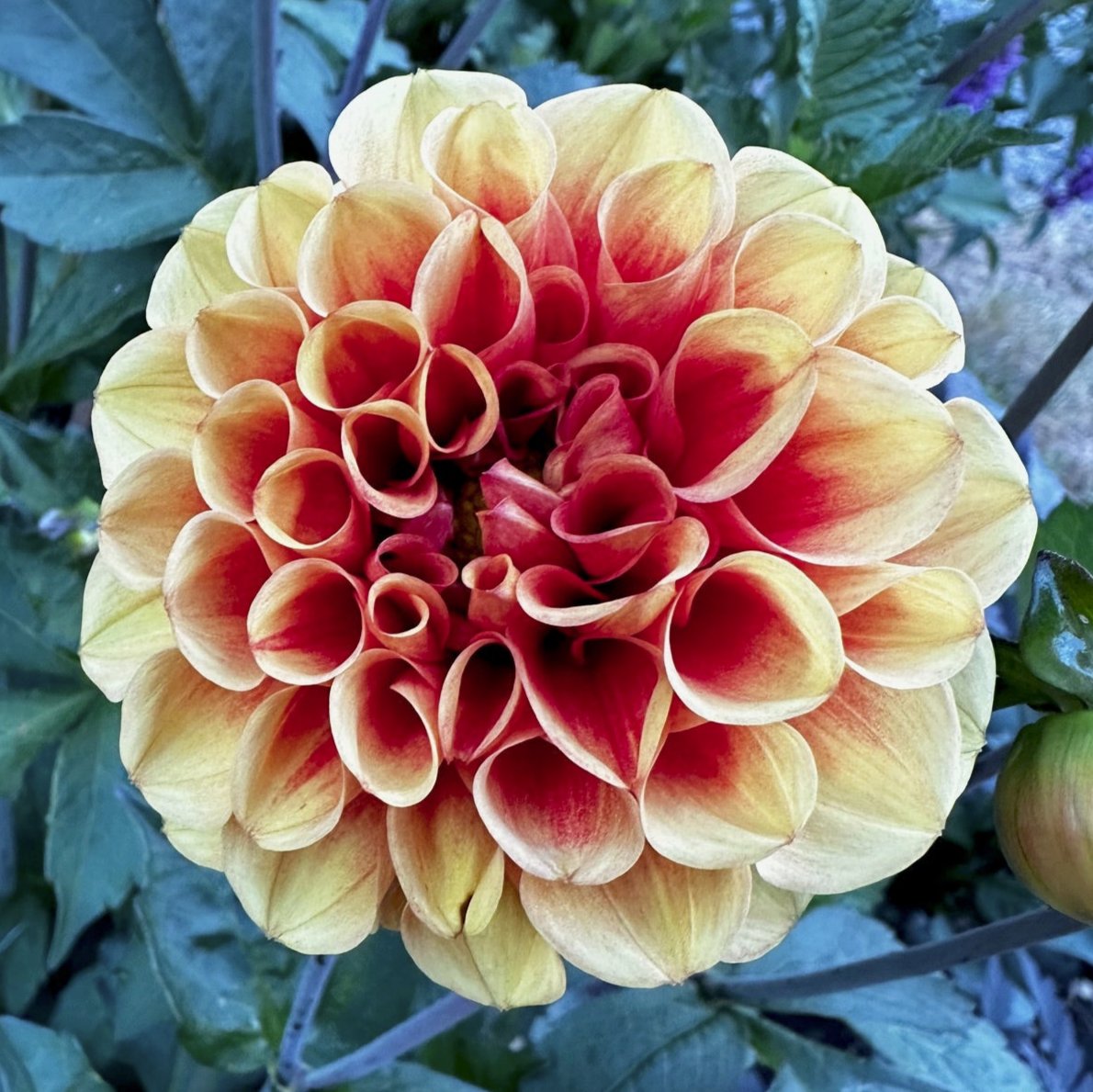 Dahlia 'M-140'