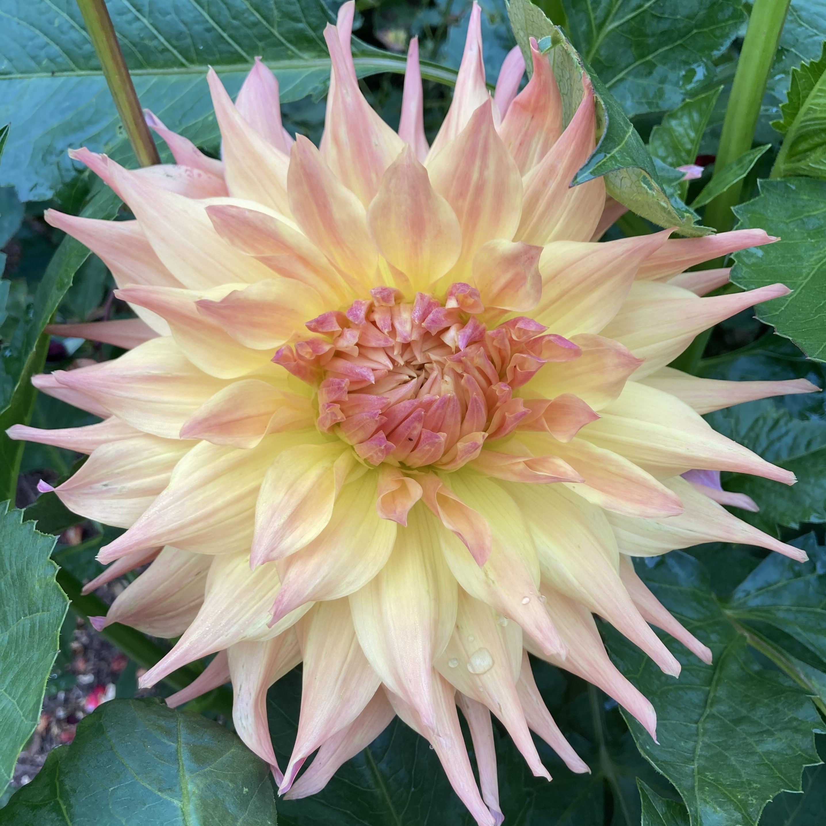 Penhill Autumn Shade (single tuber) – Dahlia Doctor