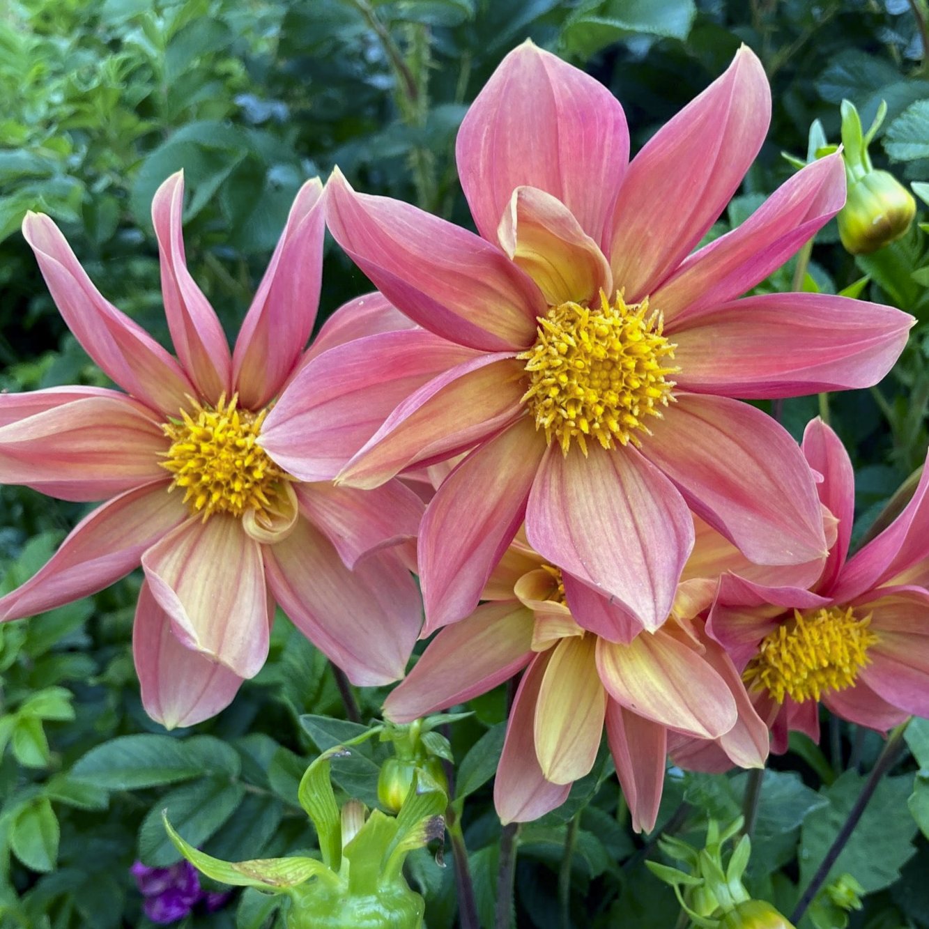 Dahlia 'S22-123'