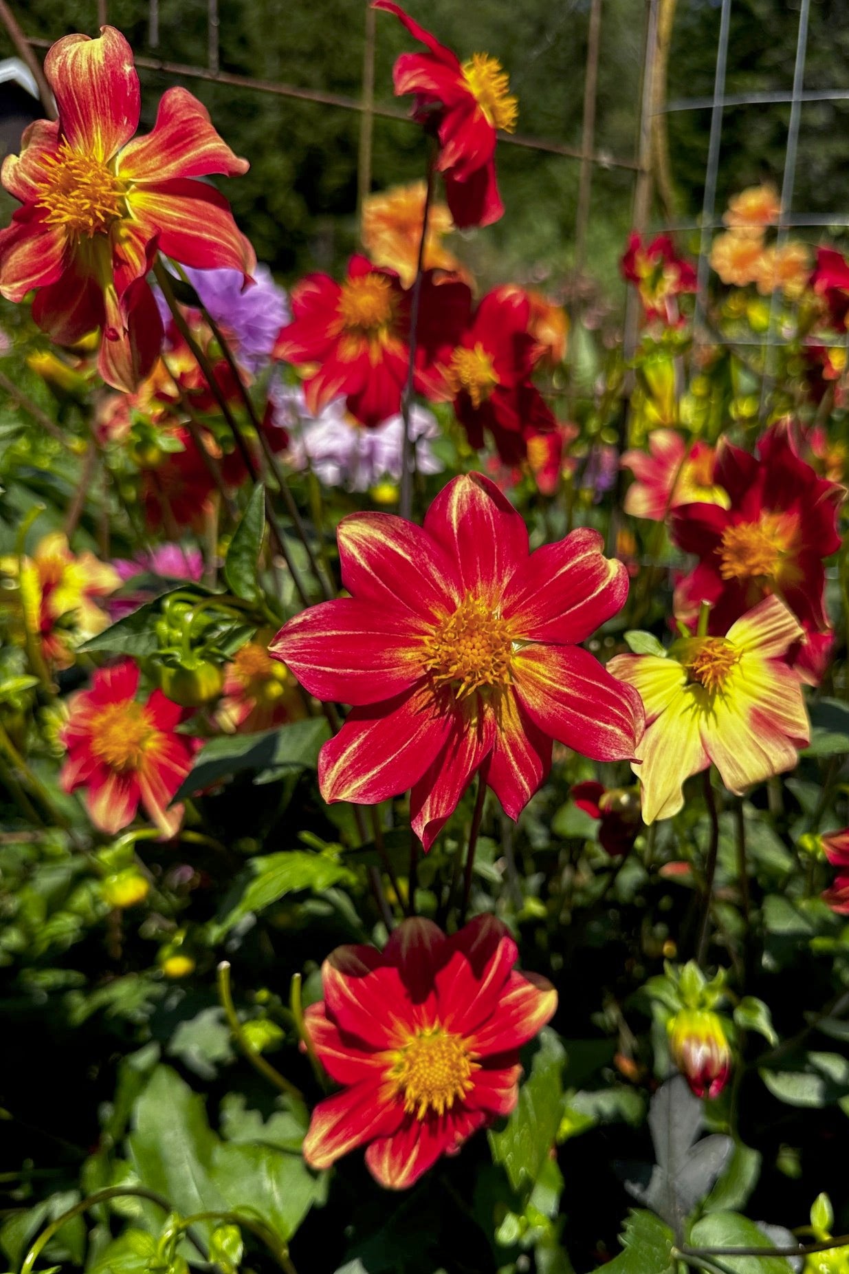 Dahlia 'S22-129'