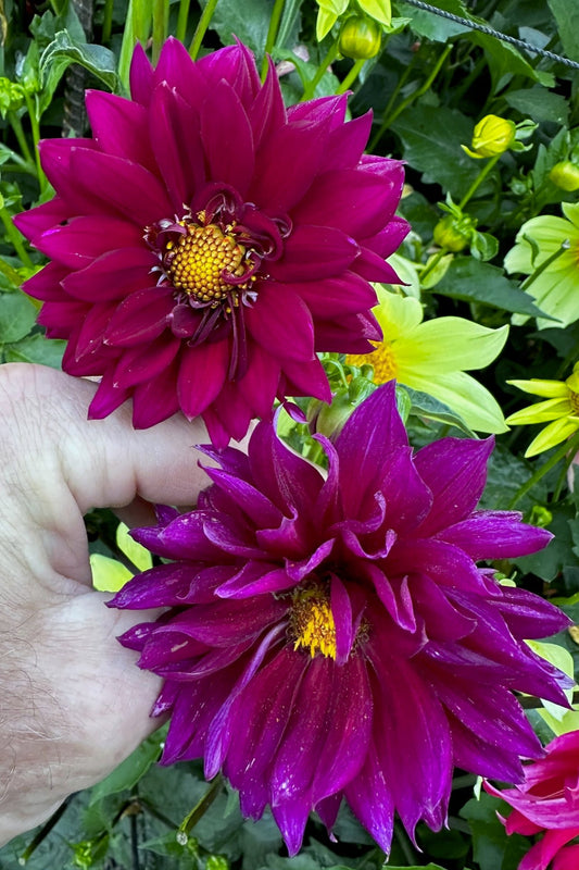 Dahlia 'S24-11'