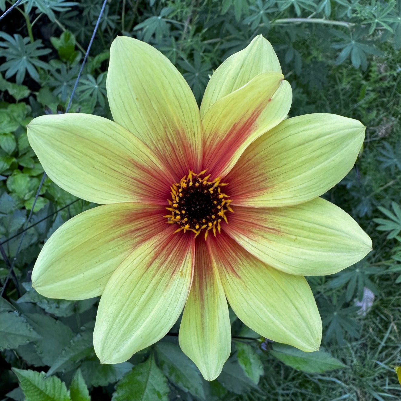 Dahlia 'S24-01'